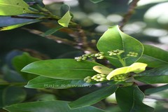Syzygium grande